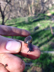 Helminthoglypta traskii