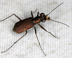 Myriochila semicincta