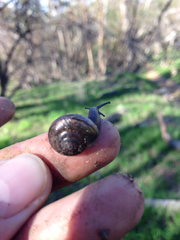 Helminthoglypta traskii