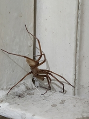 Kukulcania hibernalis