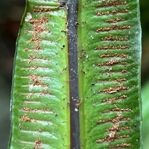 Asplenium simplicifrons, photograph 5