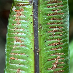 Asplenium simplicifrons, photograph (c) James K. Douch, some rights reserved (CC BY-SA)