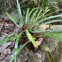 Asplenium simplicifrons, photograph (c) James K. Douch, some rights reserved (CC BY-SA)