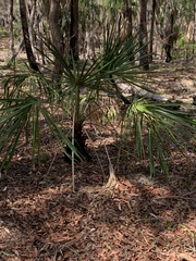 Livistona decora