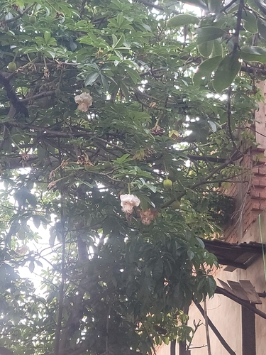 African baobab