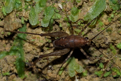 Talitropsis