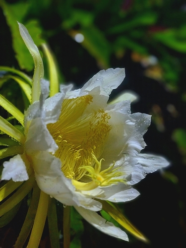 Night-blooming Cereus