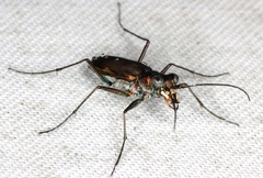 Myriochila semicincta