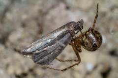 Theridion zantholabio