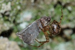 Theridion zantholabio