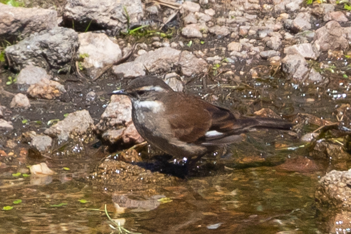 Olrog's Cinclodes (Cinclodes olrogi), photo 8