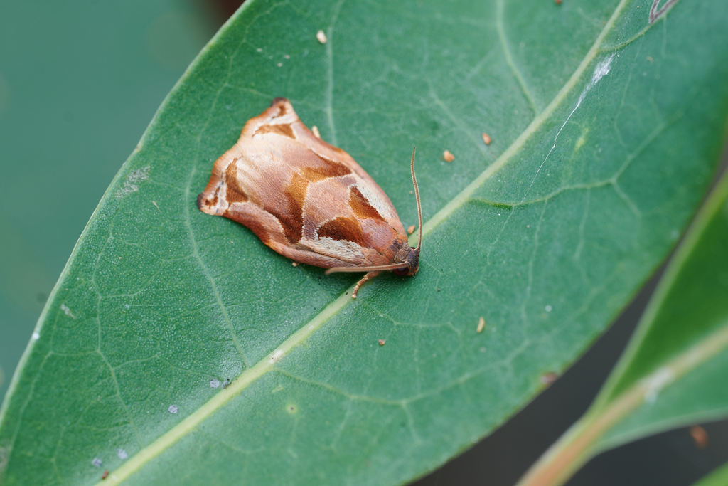Archips compitalis