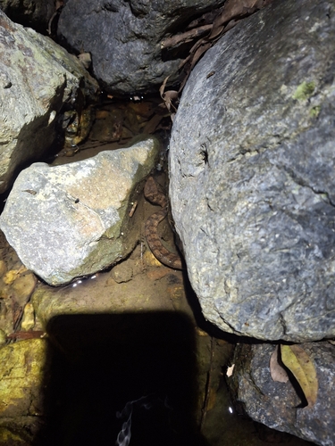 Rough-scaled Snake sighting