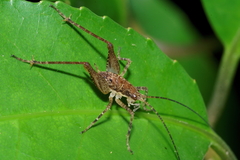 Neonetus