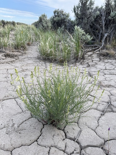 basalt milkvetch (Astragalus filipes)