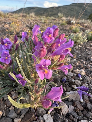 Janish's Beardtongue (Penstemon janishiae)