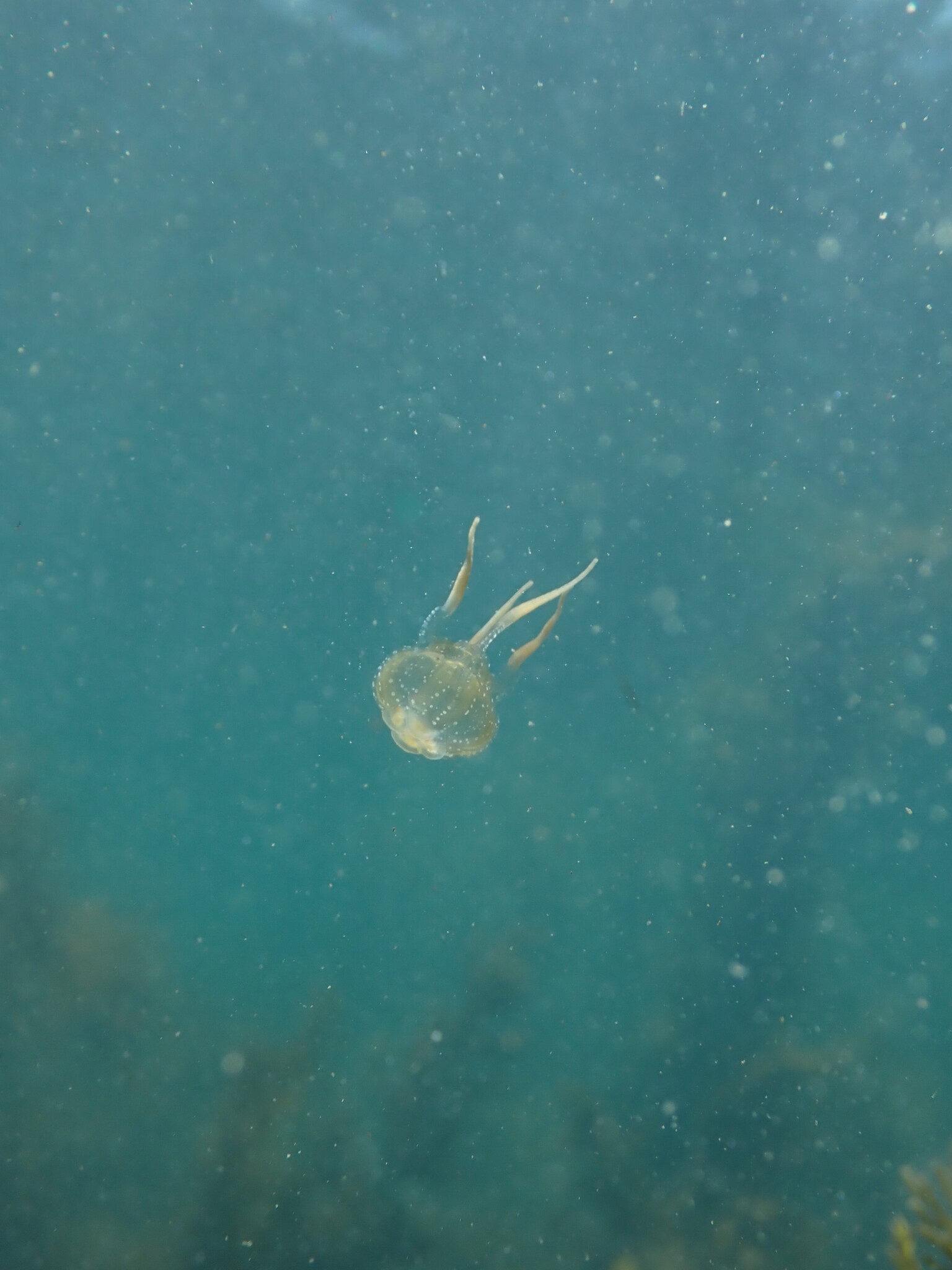 Copula sivickisi (Stiasny, 1926)