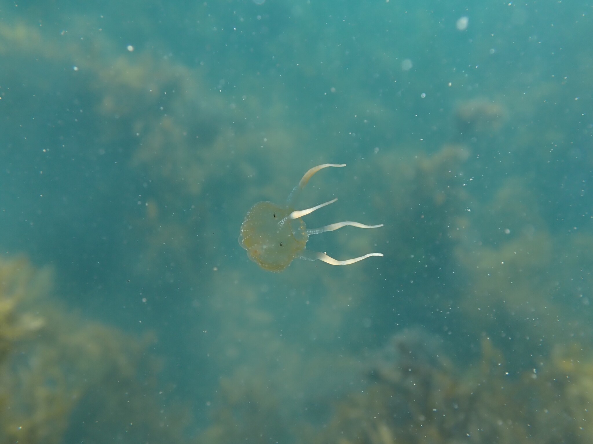 Copula sivickisi (Stiasny, 1926)