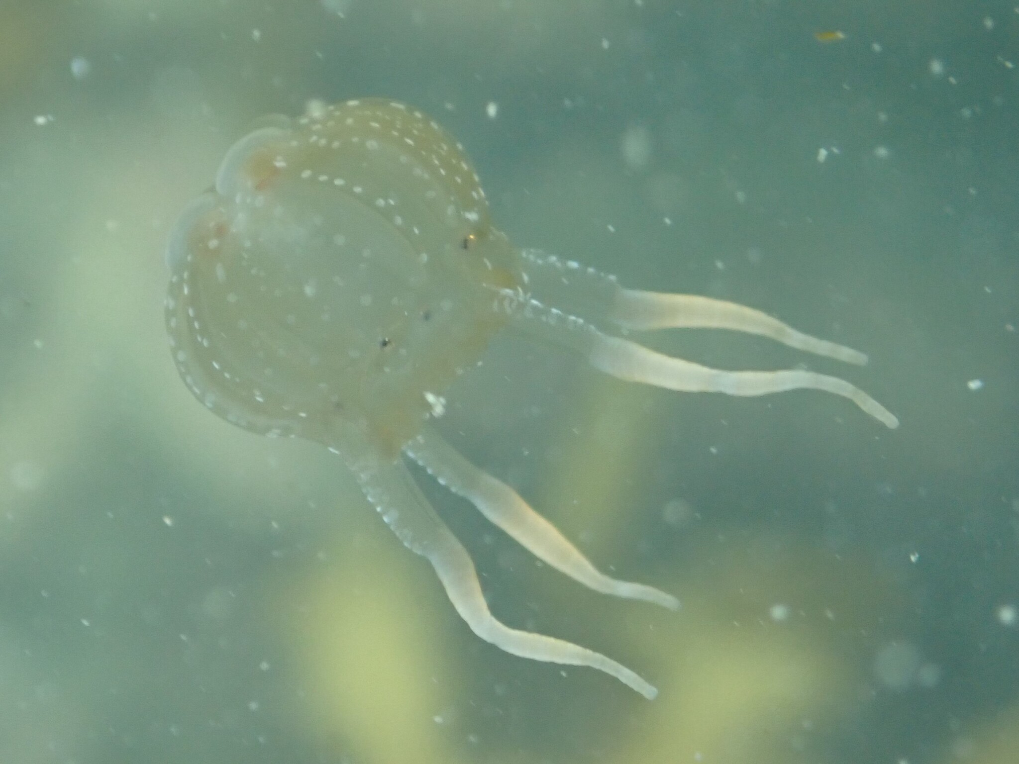Copula sivickisi (Stiasny, 1926)