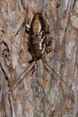 Parellipsidion latipenne