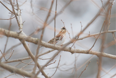 Emberiza rustica