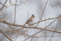 Emberiza rustica
