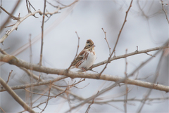 Emberiza rustica