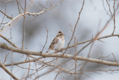 Emberiza rustica