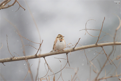 Emberiza rustica