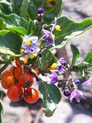 Solanum corymbosum