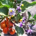 Solanum corymbosum - Photo (c) OmarDS,  זכויות יוצרים חלקיות (CC BY-NC), הועלה על ידי OmarDS