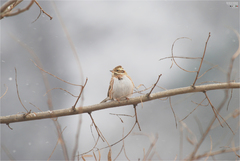 Emberiza rustica