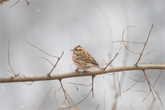 Emberiza rustica