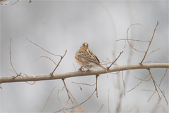 Emberiza rustica