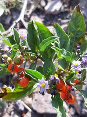 Solanum corymbosum