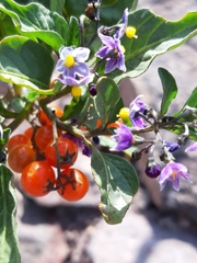 Solanum corymbosum