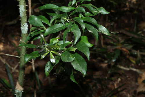 Symplocos harroldii (Symplocos harroldii)
