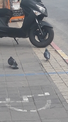 Columba livia domestica