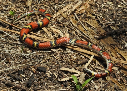 Scaphiodontophis annulatus annulatus