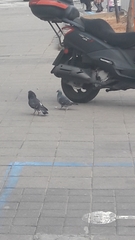 Columba livia domestica