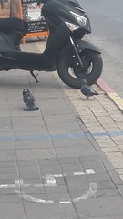 Columba livia domestica