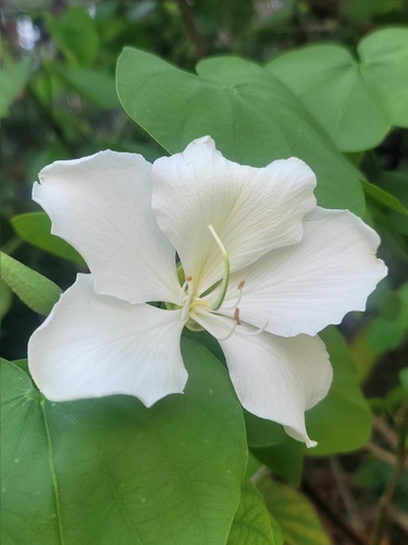 White Bauhinia
