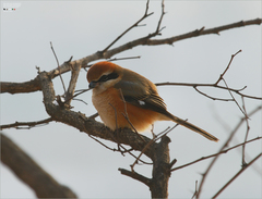 Lanius bucephalus