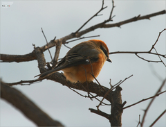 Lanius bucephalus