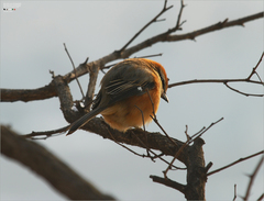 Lanius bucephalus