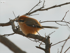 Lanius bucephalus