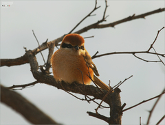 Lanius bucephalus