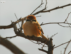 Lanius bucephalus