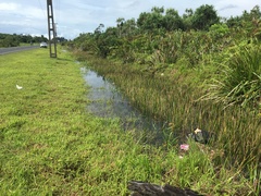 Ischnura heterosticta