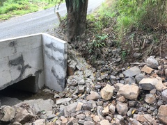 Procordulia irregularis